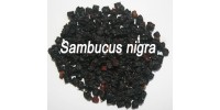 ORGANIC HERB TEA, ELDER FRUITS (Sambucus nigra)